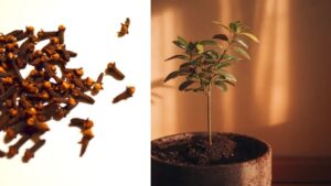 Chiodi di garofano in vaso: guida pratica con consigli da esperti