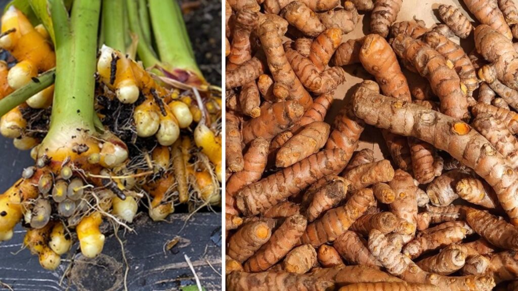 Radici della curcuma 