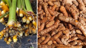 Dalla radice al raccolto: ecco come coltivare la curcuma in vaso