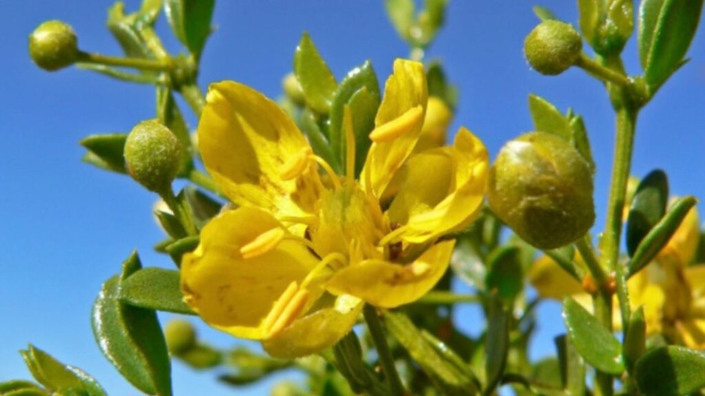 Fiore in primo piano 