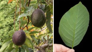 Infuso di foglie di Avocado: il nuovo trend per una vita più sana