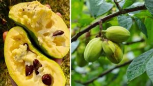 Sapore tropicale e benefici profondi: l’albero che sostiene l’organismo