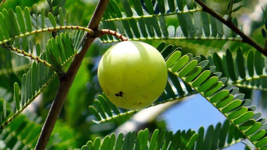 Frutto sull’albero