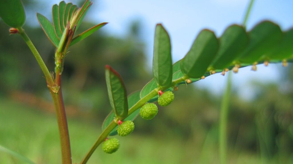 Phyllanthus niruri: come coltivare con successo l’erba spaccapietre