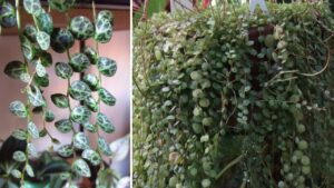 Quando la natura crea gusci di tartaruga: la Peperomia prostrata