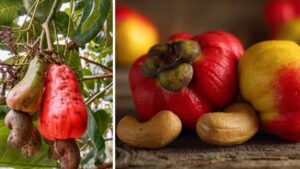 La mela dell’anacardio: piccola, ma sorprendente