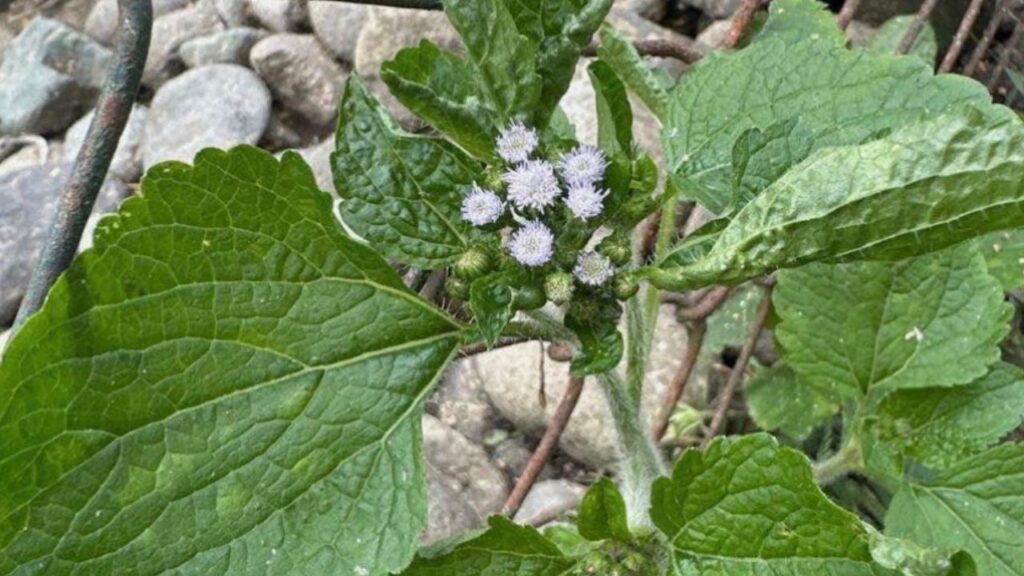 Perché l’Ageratum conyzoides è importante: i benefici da conoscere