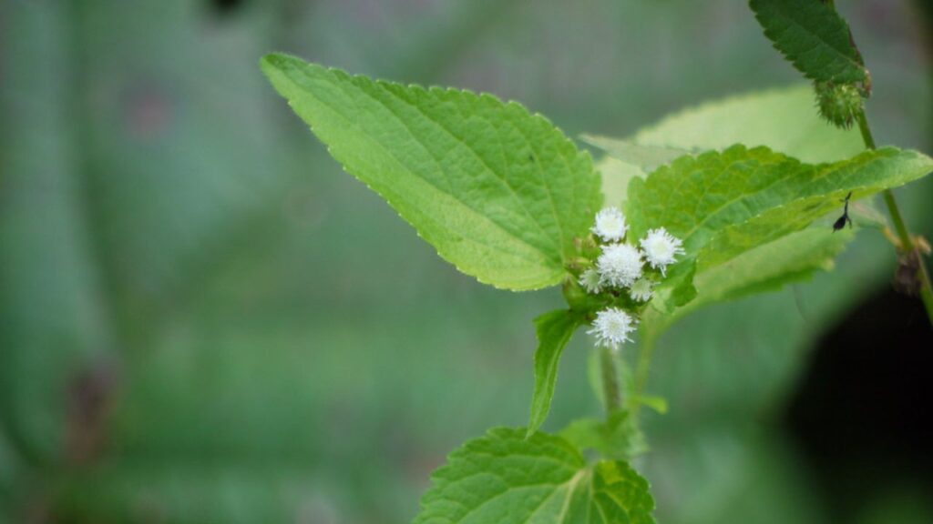 Pianta inquadrata da vicino 