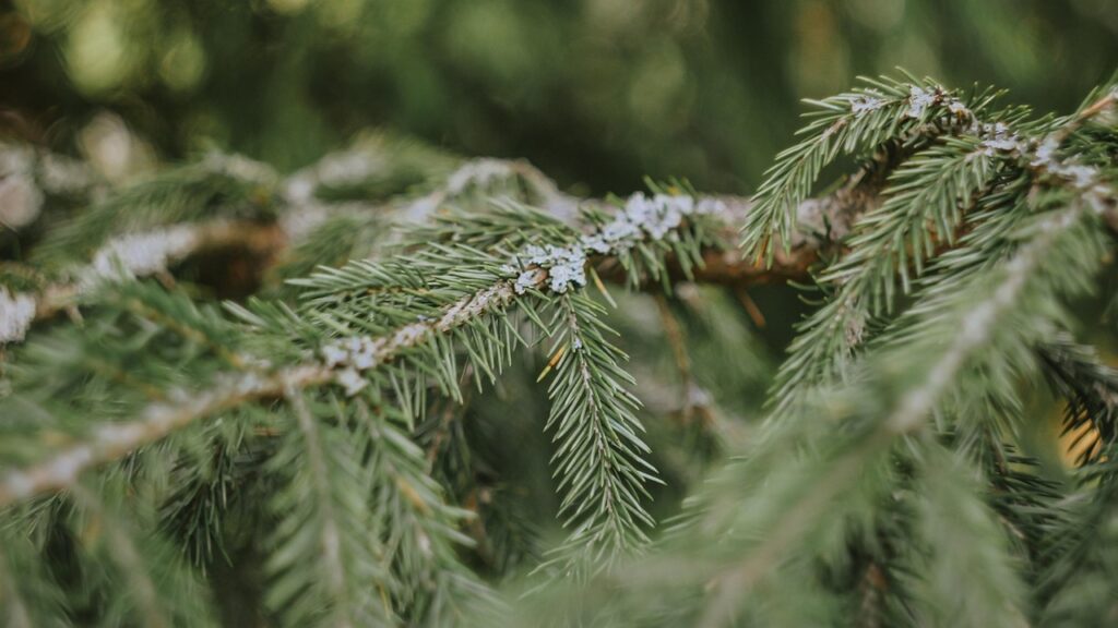 L’albero di Natale assomiglia a “Spelacchio”? Ecco come evitare che perda gli aghi