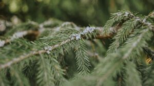 L’albero di Natale assomiglia a “Spelacchio”? Ecco come evitare che perda gli aghi