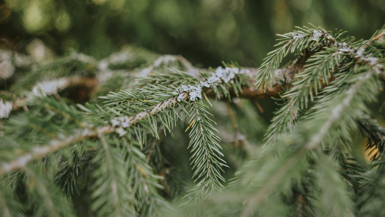 albero natale spelacchio