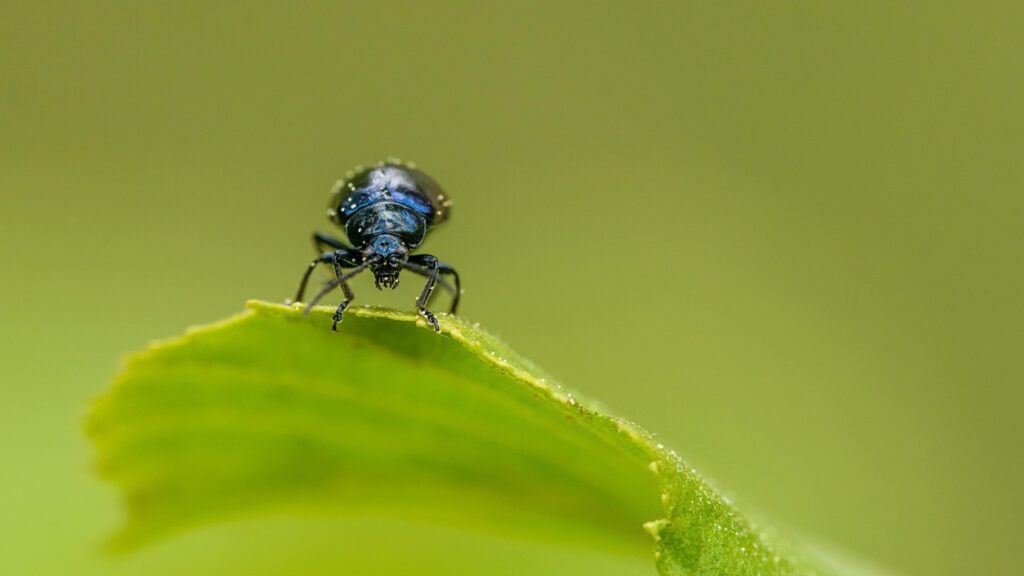 Alticini: come liberare orto e giardino da questi dannosi insetti