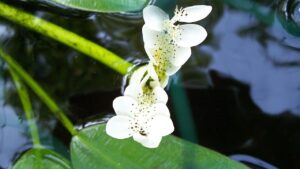 Aponogeton distachyos: come coltivare senza sforzi l’elegante biancospino d’acqua