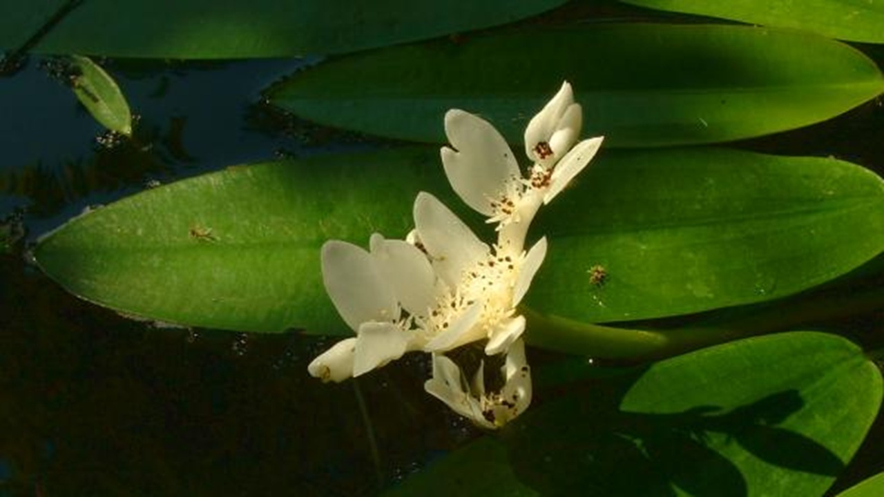 aponogeton distachyos biancospino d'acqua