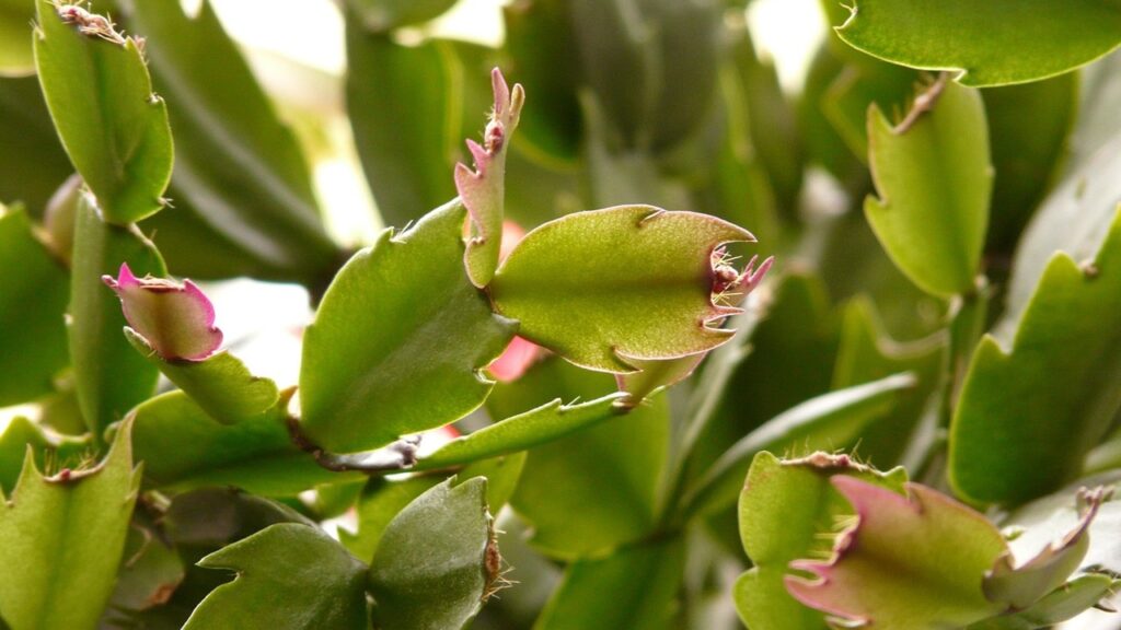 Il trucco per coltivare il cactus di Natale in acqua