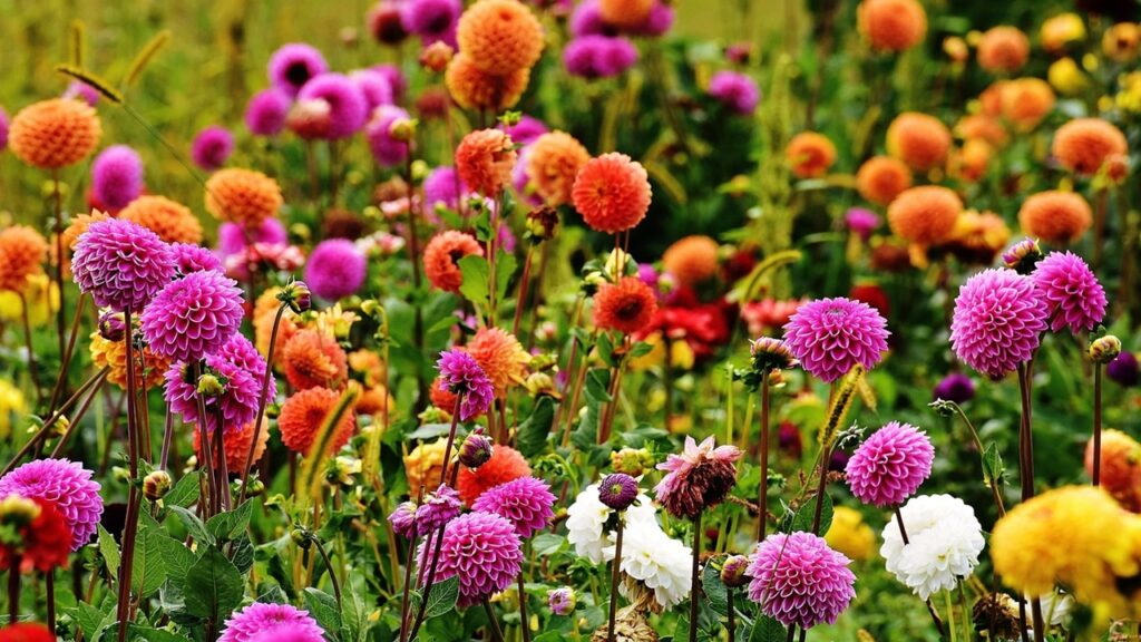 Dalie, significato e simbolismo nascosti dietro ai diversi colori di questo delizioso fiore