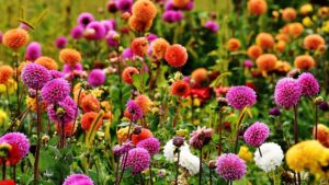 Dalie, significato e simbolismo nascosti dietro ai diversi colori di questo delizioso fiore