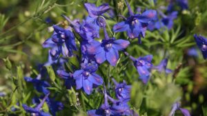 Il Fiore e la Pianta dell’anno per il 2026 saranno…