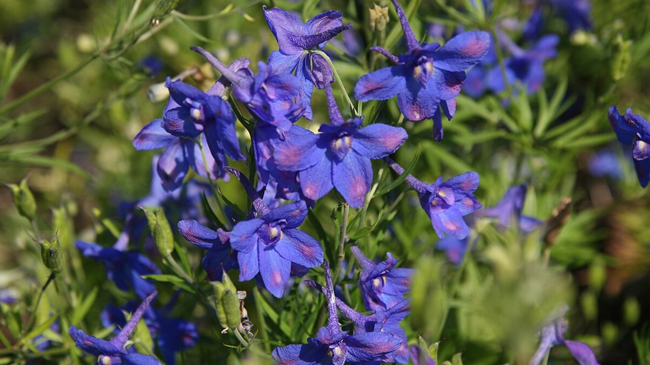 delphinium fiore pianta 2026