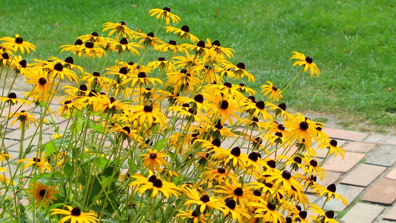 echinacea appassendo