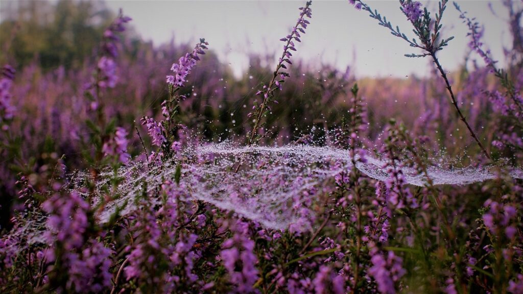 Piante natalizie da esterno da aggiungere in giardino (diverse dalle solite)