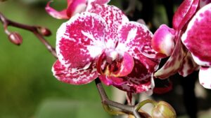Come far fiorire le orchidee usando questi 2 semplici ingredienti