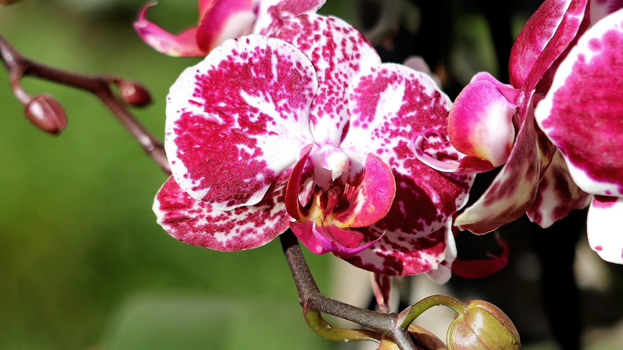 fiorire orchidee