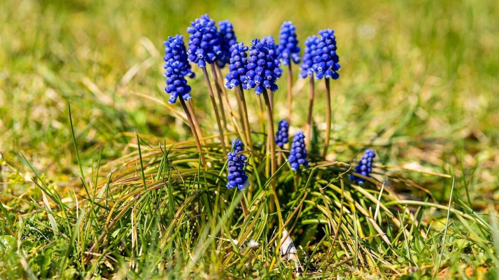 L’autunno è il segreto per far fiorire in primavera i giacinti