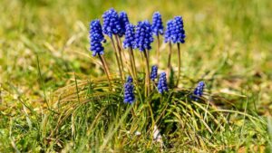 L’autunno è il segreto per far fiorire in primavera i giacinti