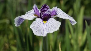 Iris ensata: come coltivare l’iris giapponese per avere un giardino colorato ed elegante