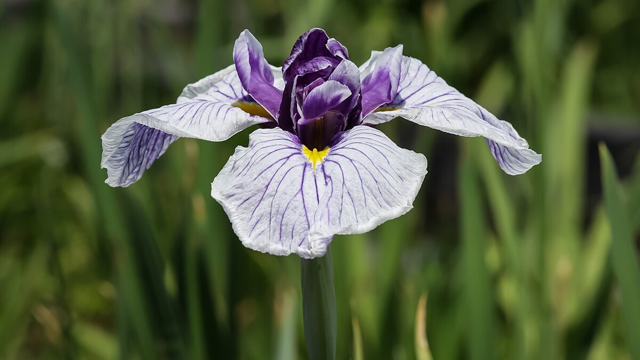 iris ensata