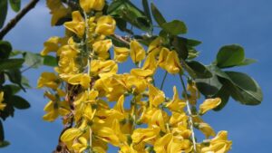 Laburnum anagyroides: attenzione al maggiociondolo, la leguminosa velenosa