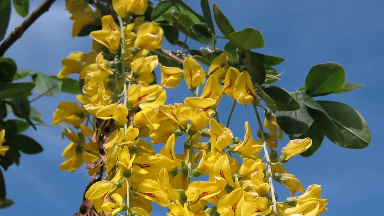 laburnum maggiociondolo