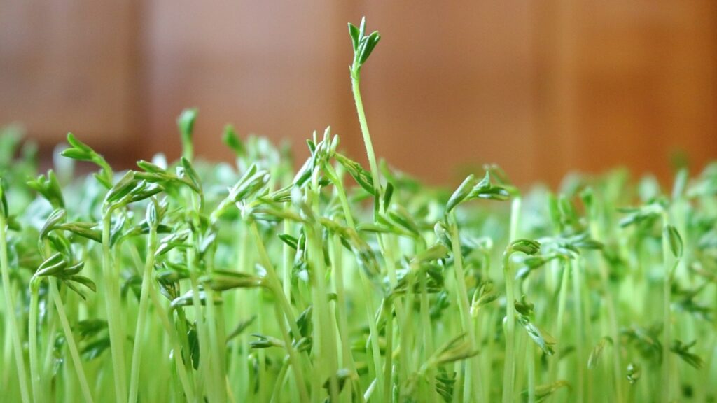 Lenticchie: è possibile coltivarle nell’orto? Sì, ma non conviene