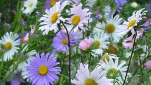 Colori delle margherite: il significato nel linguaggio dei fiori