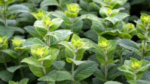 La leggenda dietro la nascita della menta: cosa ci insegna la mitologia greca?