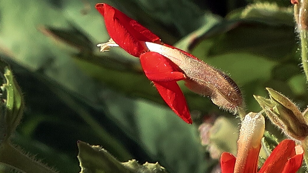 mimulus cardinalis
