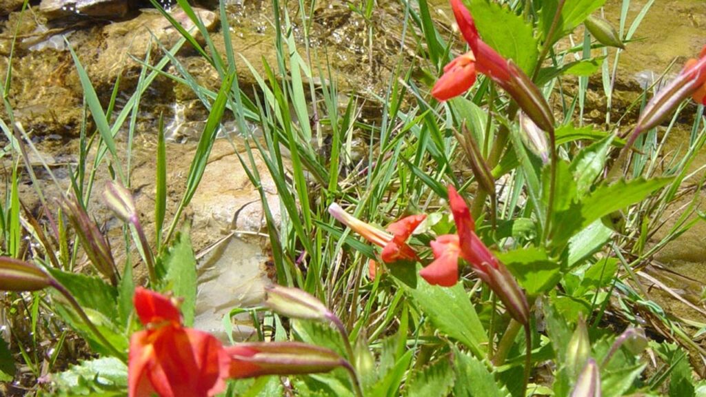 Mimulus cardinalis: trucchi e segreti per coltivare l’appariscente fiore scarlatto della scimmia