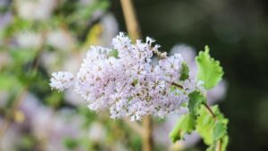 La leggenda greca dietro alla nascita della mirra