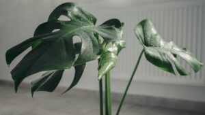 I fatali errori che uccideranno inevitabilmente la Monstera