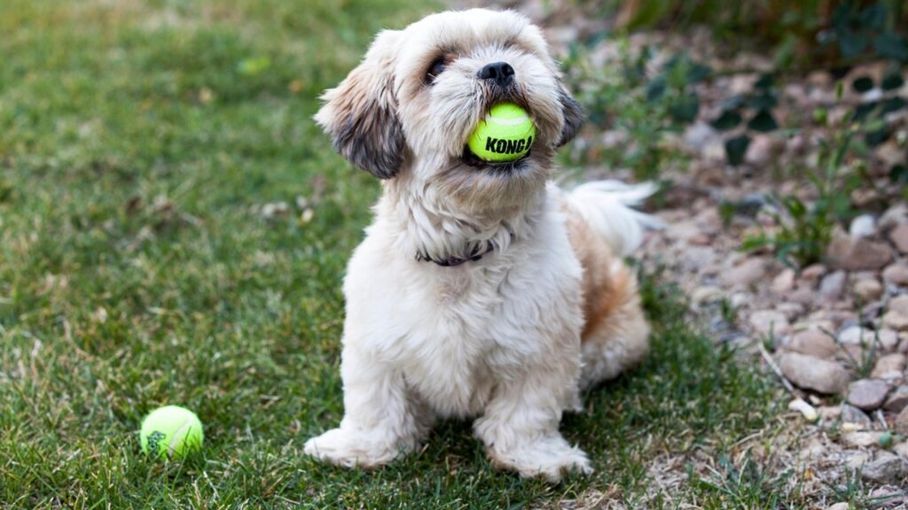 Palline da tennis sparse in giardino in inverno? Servono alla fauna selvatica