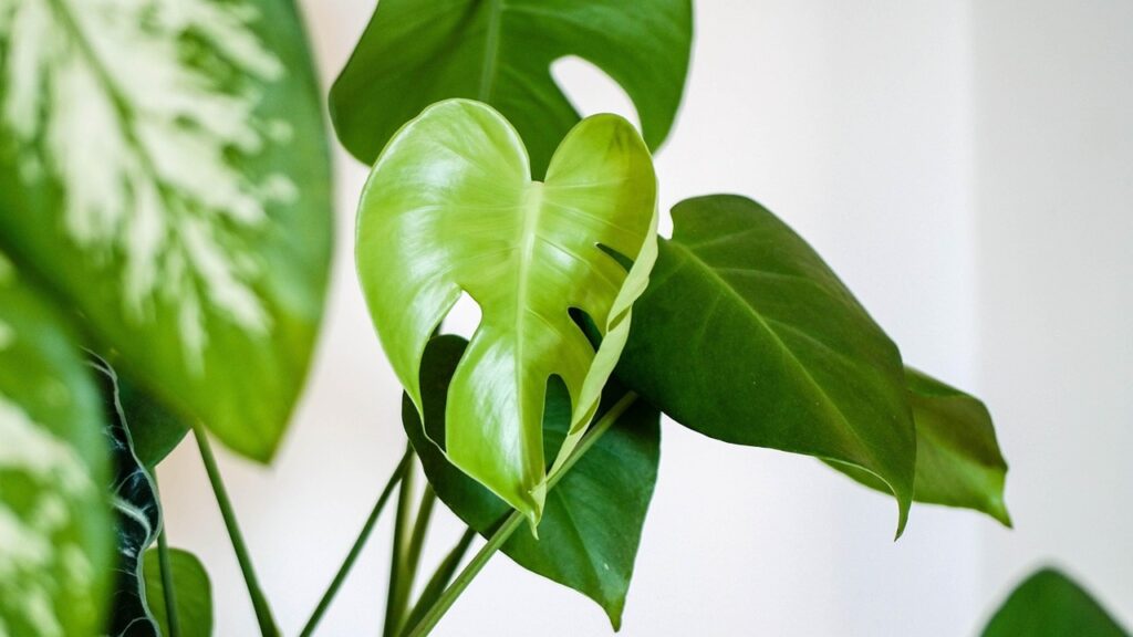 I segnali che le piante da appartamento ci inviano per dirci che hanno freddo