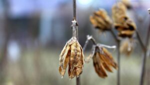Tecnica facile per far resuscitare una pianta secca