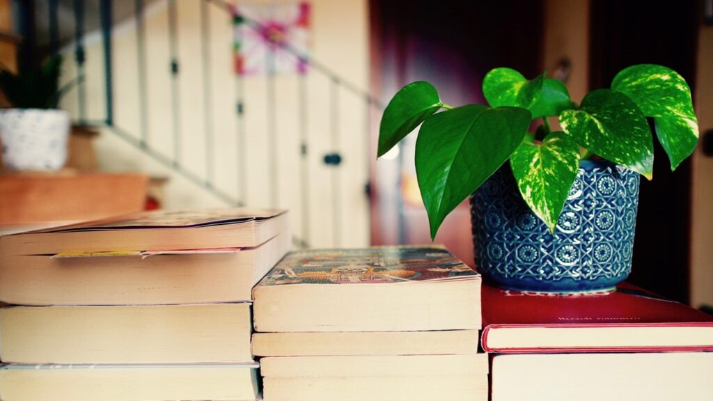 Le piante d’appartamento stanno patendo il freddo? Ecco cosa fare