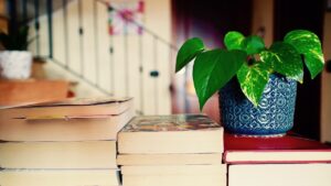 Le piante d’appartamento stanno patendo il freddo? Ecco cosa fare