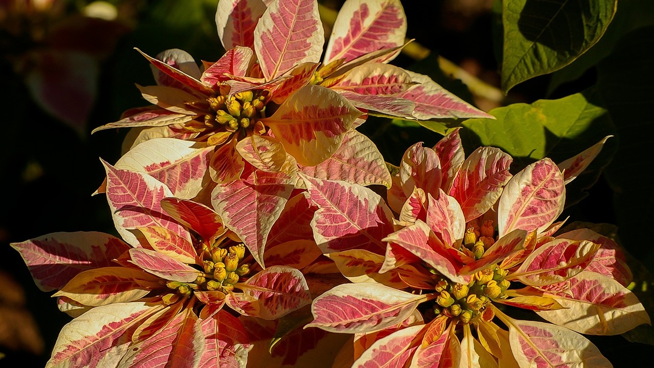 poinsettia