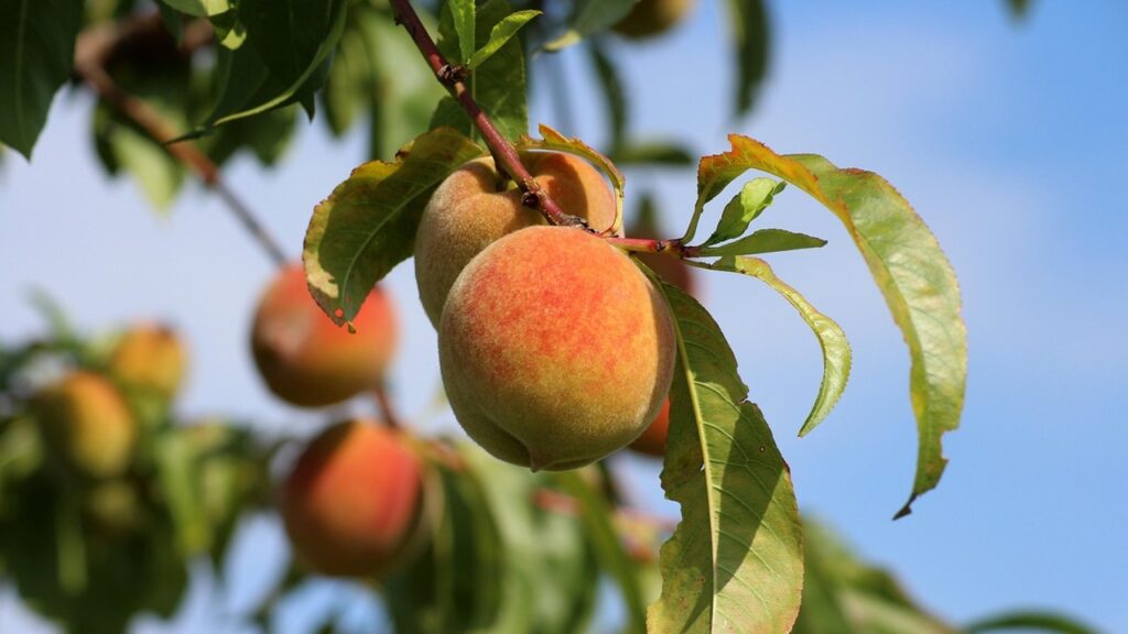 Come potare il pesco per ottenere un raccolto degno di questo nome