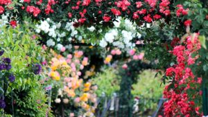 Una rosa per ogni mese di nascita: ecco il significato