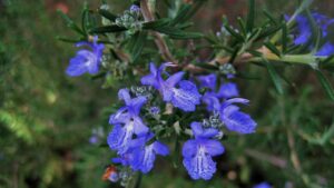 La leggenda della mitologia greca che spiega la nascita del rosmarino