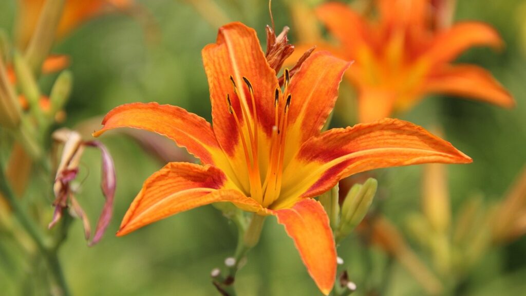 Il significato nascosto di questi 15 fiori, per non sbagliare mai nel regalarli